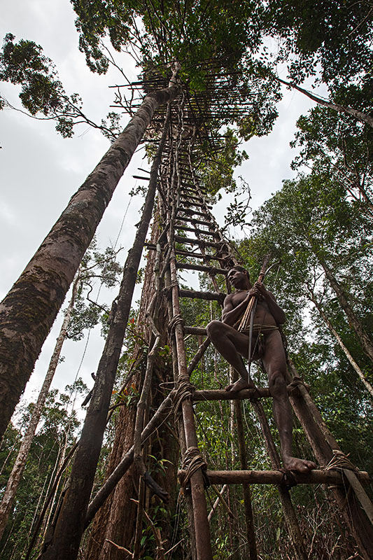 The Korowai People West Papua